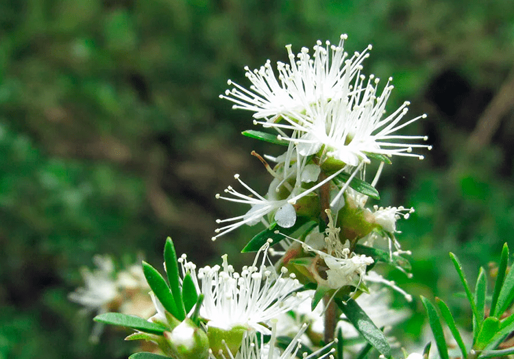 05 benefícios da melaleuca para sua intimidade - Feel